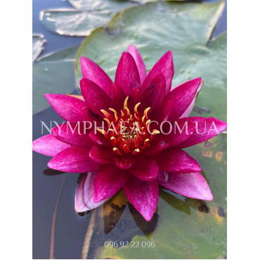 Nymphaea Vezuv (Німфея Везув)