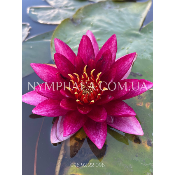 Nymphaea Vezuv (Нимфея Везув)