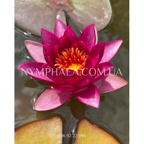 Nymphaea Vezuv (Нимфея Везув)