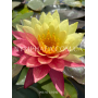 Nymphaea Wanvisa (Ні...