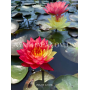 Nymphaea Wanvisa (Ні...