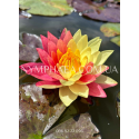 Nymphaea Wanvisa (Нимфея Ванвиза)