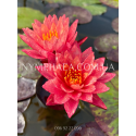 Nymphaea Wanvisa (Нимфея Ванвиза)