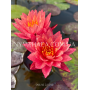 Nymphaea Wanvisa (Ні...