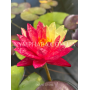 Nymphaea Wanvisa (Ні...