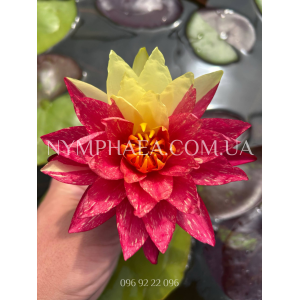 Nymphaea Wanvisa (Ні...