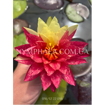 Nymphaea Wanvisa (Нимфея Ванвиза)