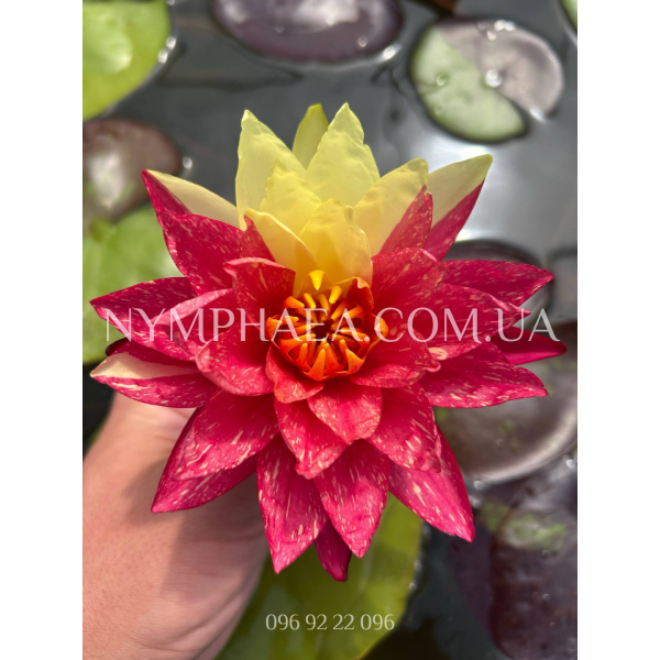 Nymphaea Wanvisa (Нимфея Ванвиза)