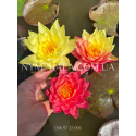 Nymphaea Wanvisa (Нимфея Ванвиза)