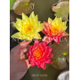 Nymphaea Wanvisa (Ні...