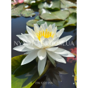 Nymphaea White Sensation (Нимфея Вайт Сенсейшн)