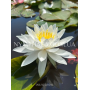 Nymphaea White Sensa...