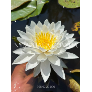 Nymphaea White Sensa...