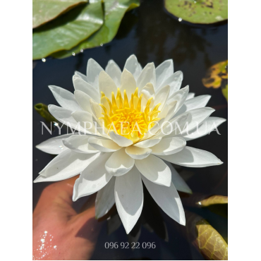 Nymphaea White Sensation (Нимфея Вайт Сенсейшн)
