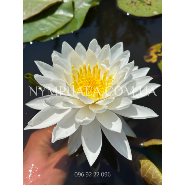 Nymphaea White Sensation (Нимфея Вайт Сенсейшн)
