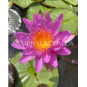 Nymphaea Amandine (Німфея Амандін)