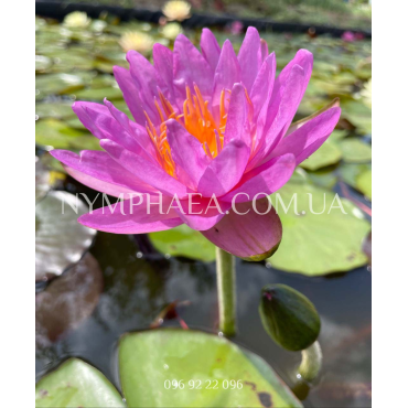 Nymphaea Amandine (Нимфея Амандин)