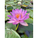 Nymphaea Amandine (Німфея Амандін)