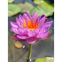 Nymphaea Amethyst Crystal (Нимфея Аметист Кристалл)