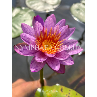 Nymphaea Amethyst Crystal (Нимфея Аметист Кристалл)