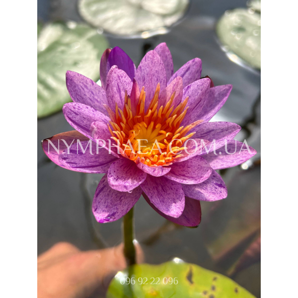 Nymphaea Amethyst Crystal (Нимфея Аметист Кристалл)