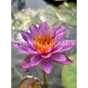 Nymphaea Amethyst Crystal (Нимфея Аметист Кристалл)