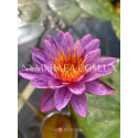 Nymphaea Amethyst Crystal (Нимфея Аметист Кристалл)