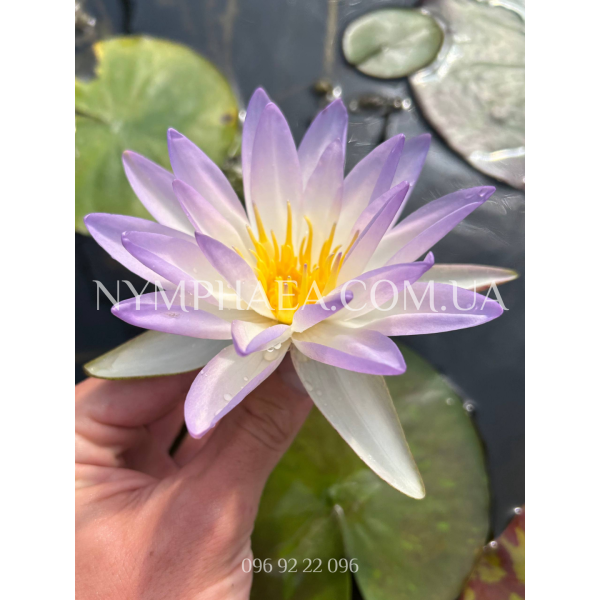 Nymphaea Blue Sky (Нимфея Блю Скай)