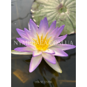 Nymphaea Blue Sky (Нимфея Блю Скай)