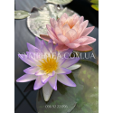 Nymphaea Blue Sky (Нимфея Блю Скай)