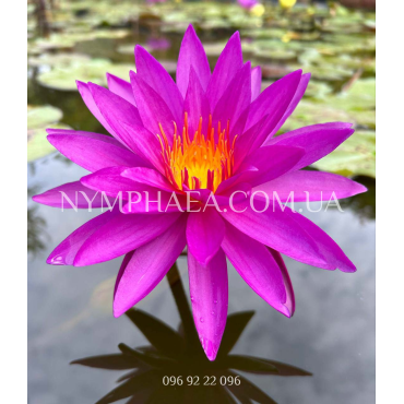 Nymphaea Detective Erika (Німфея Детектив Еріка)