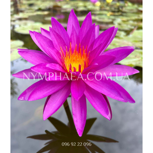 Nymphaea Detective Erika (Нимфея Детектив Эрика)