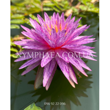 Nymphaea Diamond Crown (Німфея Даймонд Кроун)