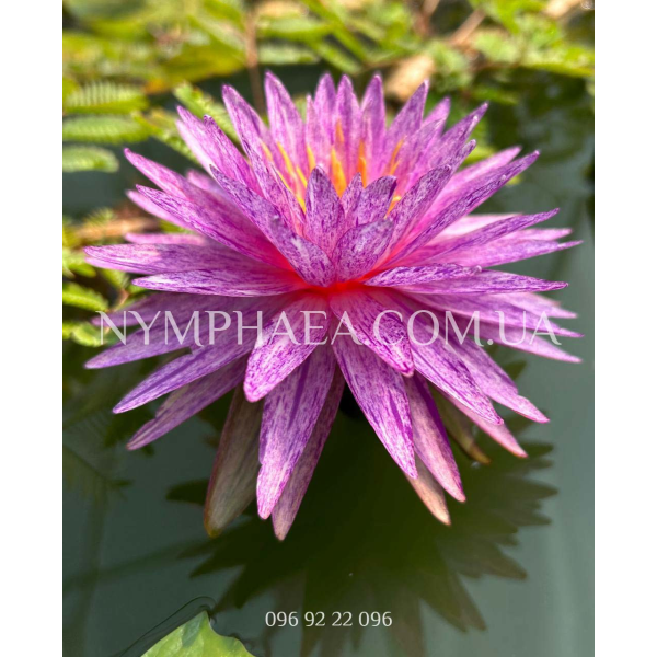 Nymphaea Diamond Crown (Нимфея Даймонд Кроун)