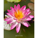 Nymphaea Pink Explosion (Нимфея Пинк Экспложен)