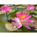 Nymphaea Pink Explosion (Нимфея Пинк Экспложен)