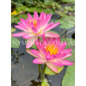 Nymphaea Pink Explosion (Нимфея Пинк Экспложен)