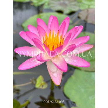 Nymphaea Pink Explosion (Нимфея Пинк Экспложен)