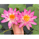 Nymphaea Pink Explosion (Нимфея Пинк Экспложен)