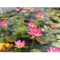 Nymphaea Pink Explosion (Нимфея Пинк Экспложен)