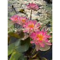 Nymphaea Pink Explosion (Нимфея Пинк Экспложен)