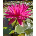 Nymphaea Pink Silk (Нимфея Пинк Силк)