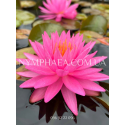Nymphaea Pink Silk (Нимфея Пинк Силк)