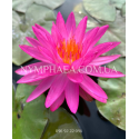 Nymphaea Pink Silk (Нимфея Пинк Силк)