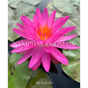 Nymphaea Pink Silk (Нимфея Пинк Силк)