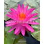 Nymphaea Pink Silk (...