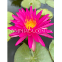Nymphaea Pink Silk (Нимфея Пинк Силк)