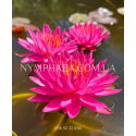 Nymphaea Pink Silk (Нимфея Пинк Силк)
