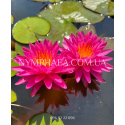 Nymphaea Pink Silk (Нимфея Пинк Силк)