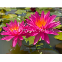 Nymphaea Pink Silk (Нимфея Пинк Силк)